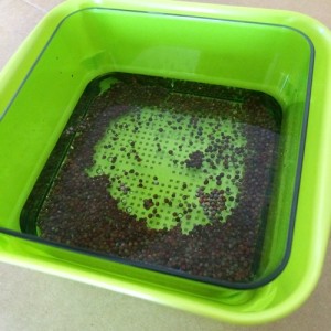 ブロッコリースプラウト　水耕栽培　室内　栽培　育て方　卓上　簡単　水　種　容器　量　育て方　栽培方法